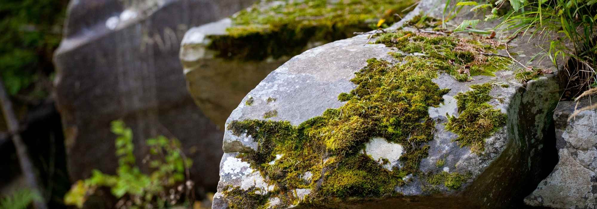 How to grow moss on stones?