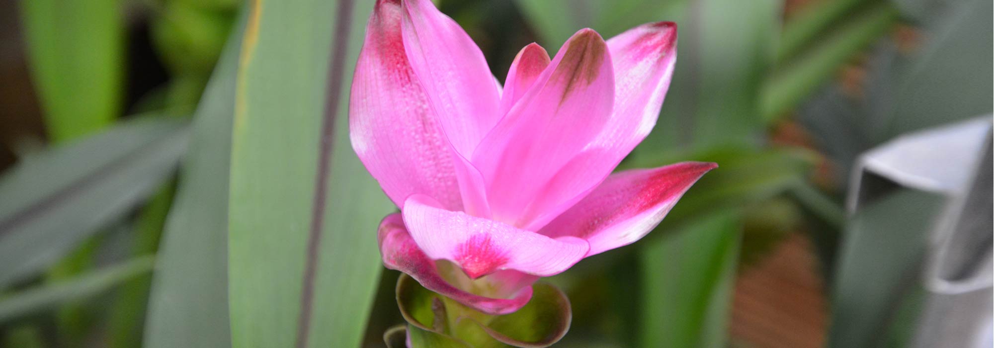 Turmeric: planting, harvest, benefits