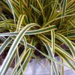 Growing and maintaining Carex in pots
