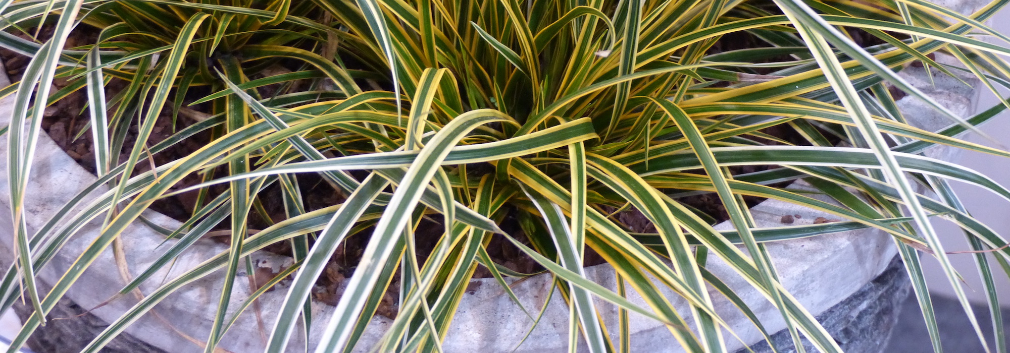 Growing and maintaining Carex in pots