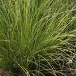 5 Carex to grow in pots