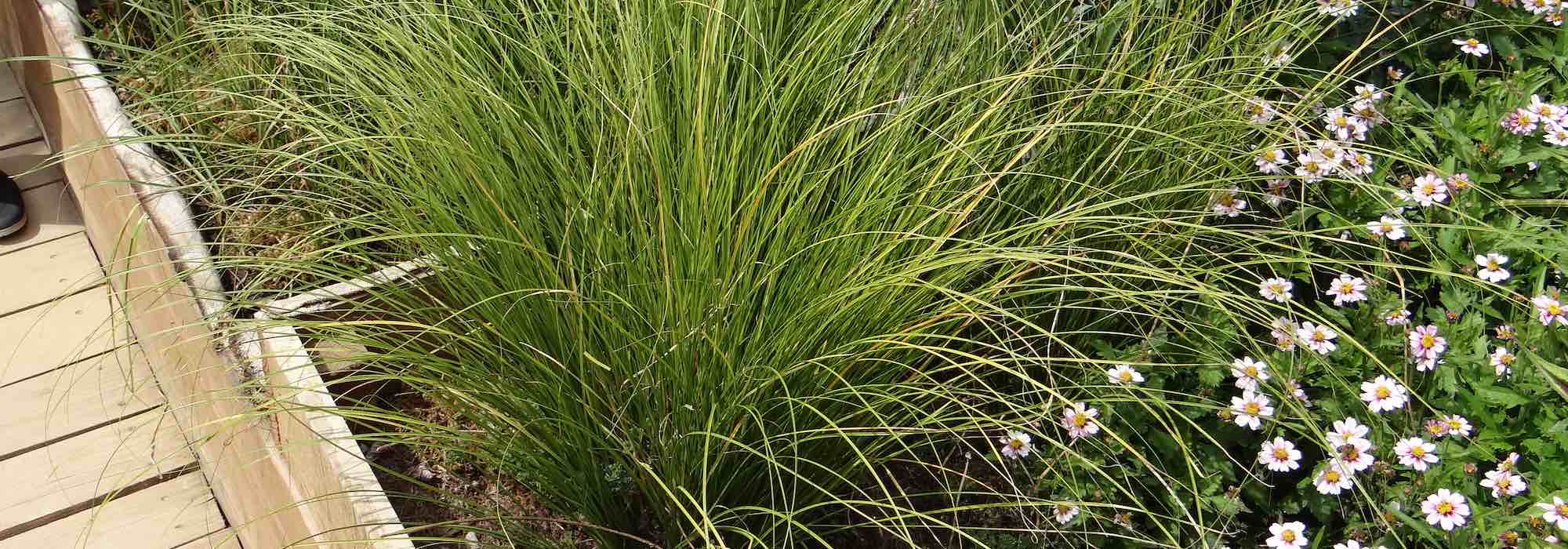 5 Carex to grow in pots
