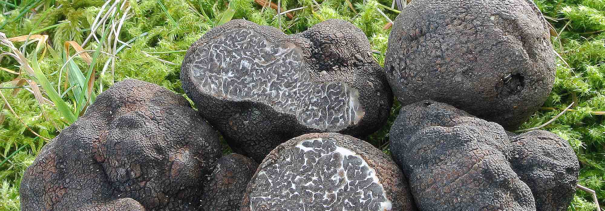 How to grow truffles in the garden?