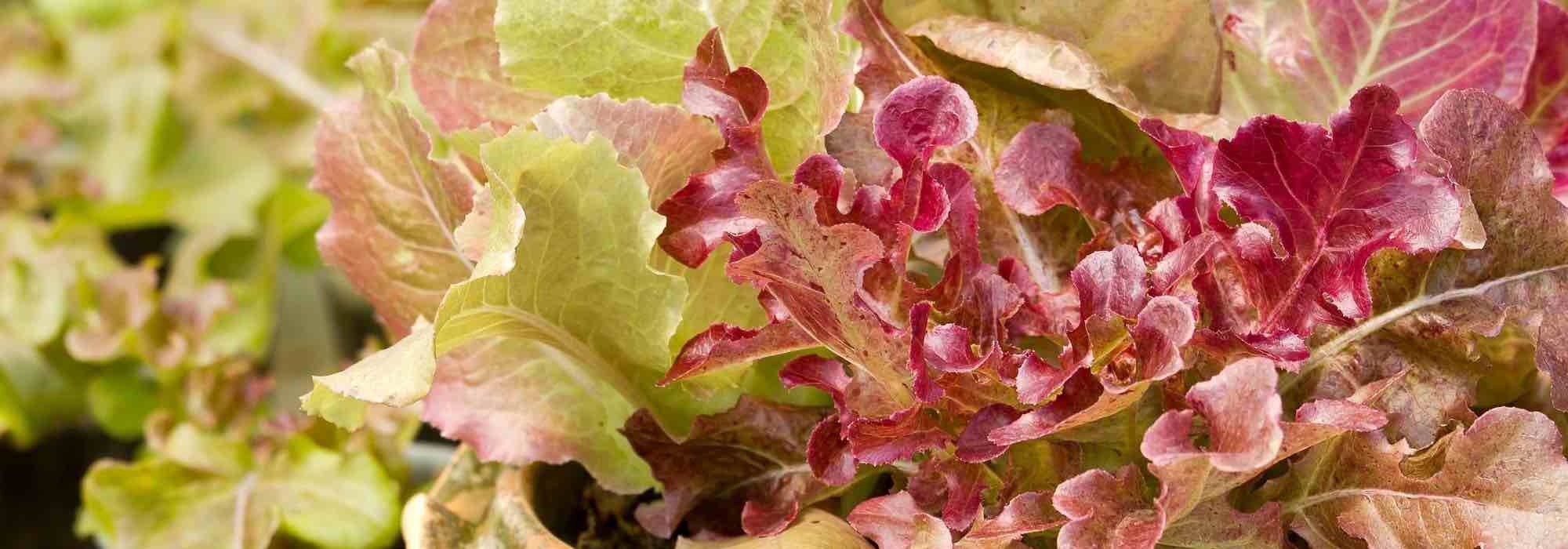 Growing lettuce in pots