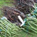 Root dressing