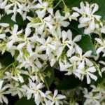 8 climbing plants with early summer flowering
