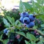 Blueberry: planting, pruning, and caring for