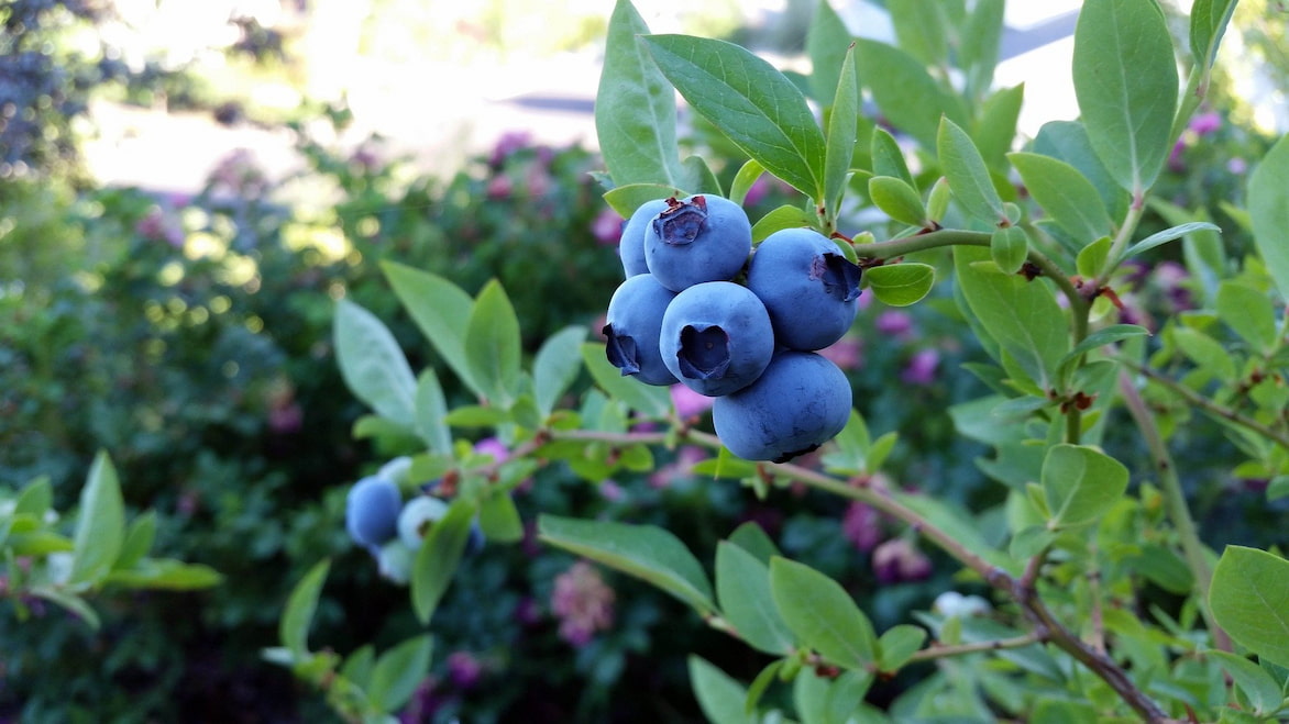 Blueberry: planting, pruning, and caring for