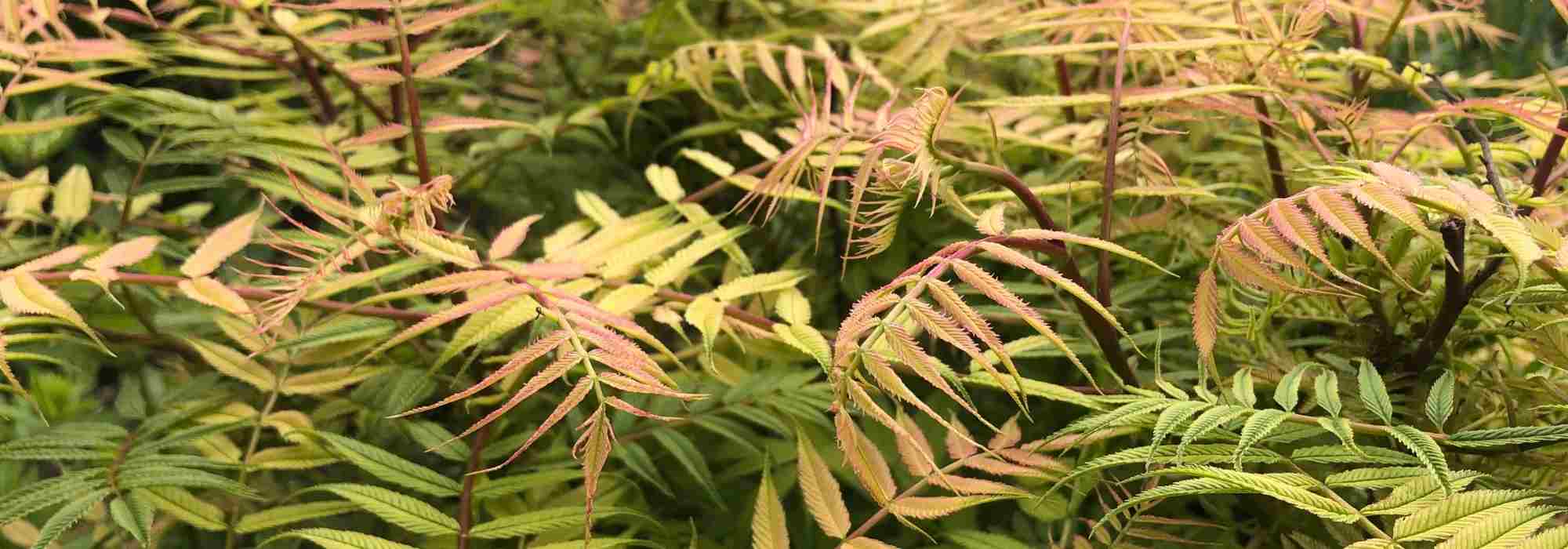 Sorbaria sorbifolia, commonly known as false spiraea: planting, growing