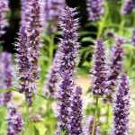 How to grow Agastache in a pot?