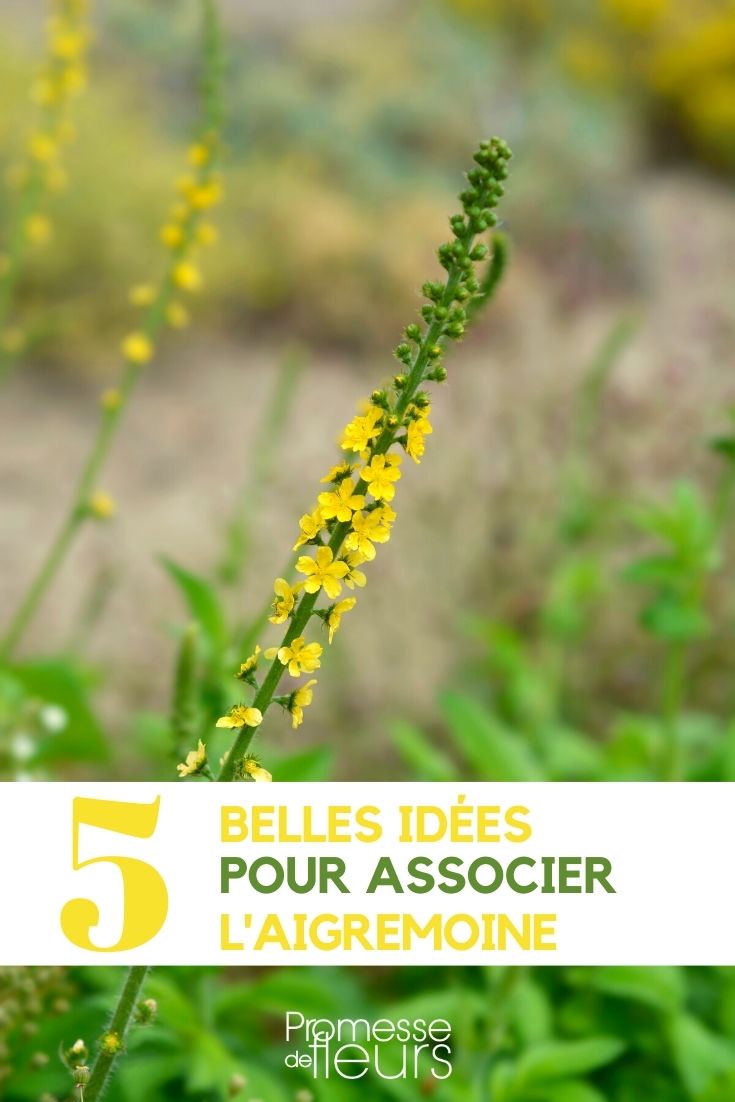 agrimony-associate Agrimonia, association