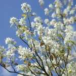 Associate the serviceberry