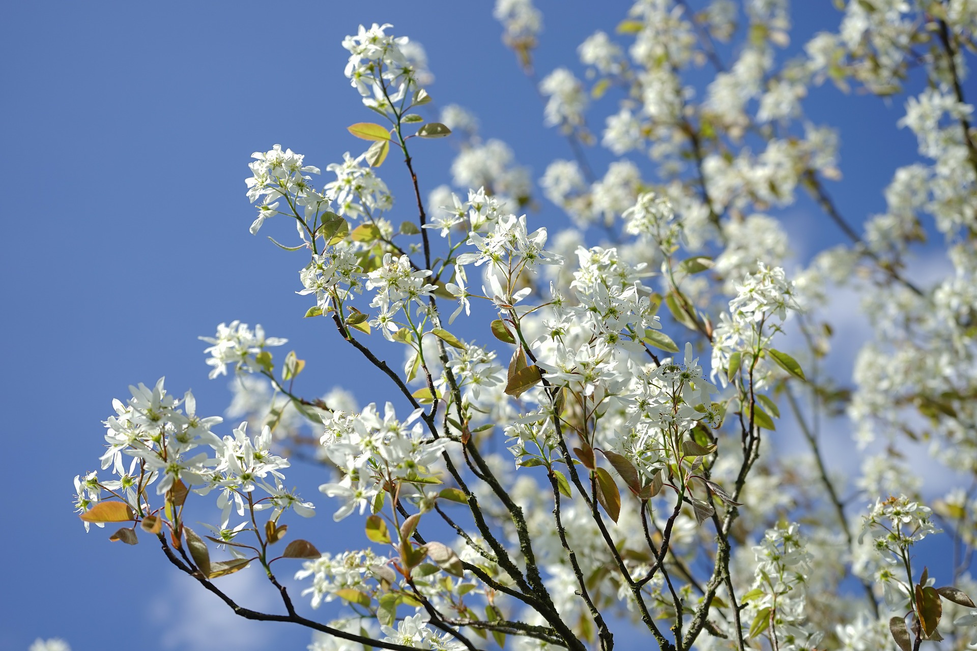 Associate the serviceberry