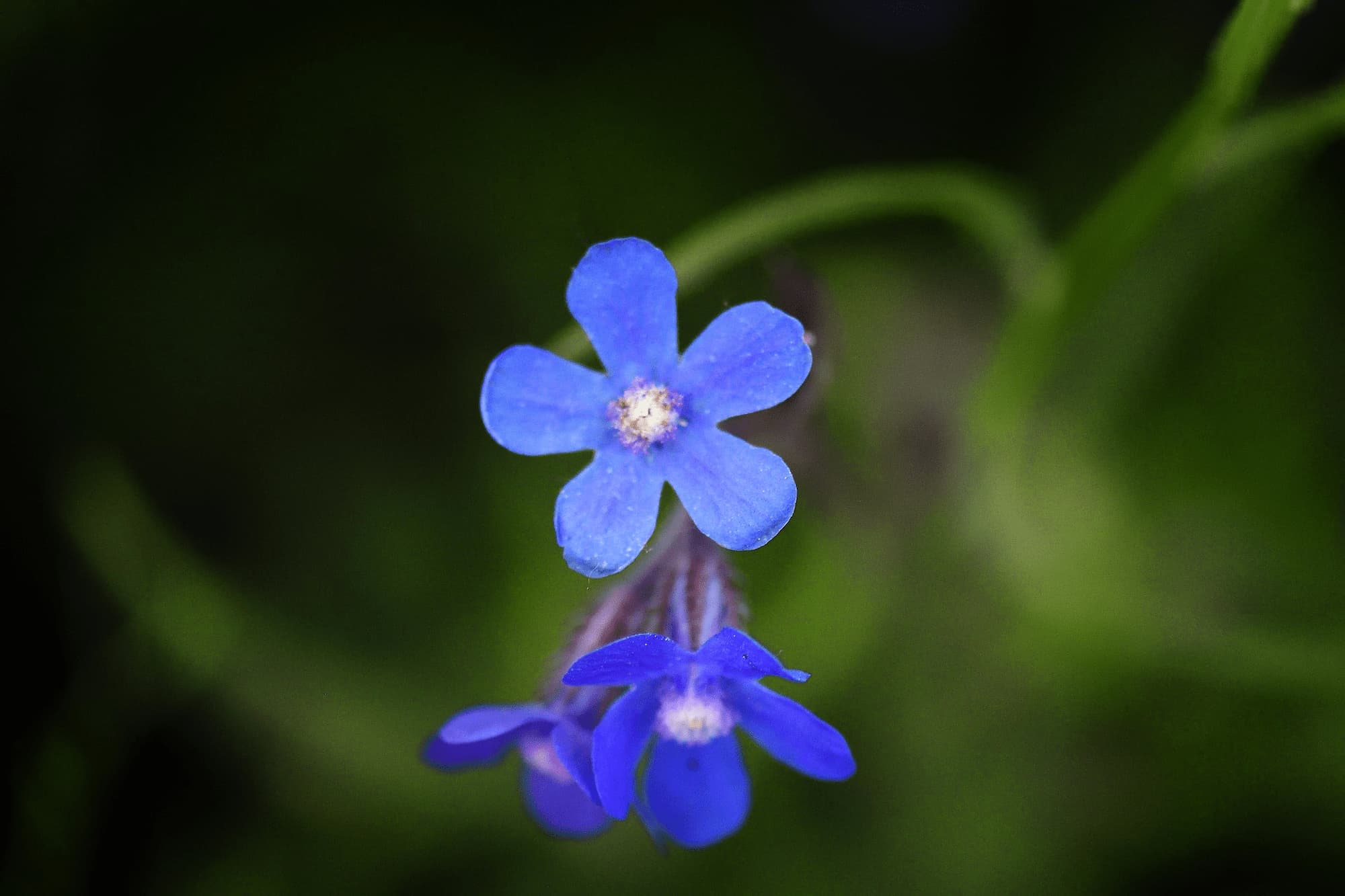 Bugloss, Anchusa: 5 companion planting ideas