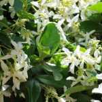 7 ideas for pairing Star Jasmine