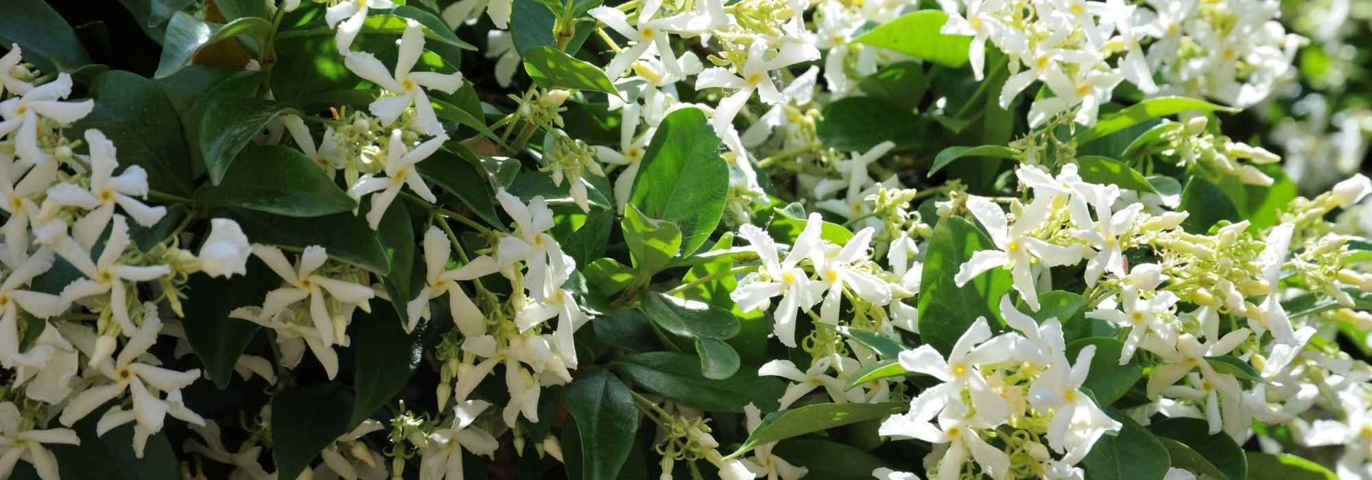 7 ideas for pairing Star Jasmine