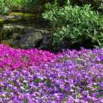 Associate Aubrieta