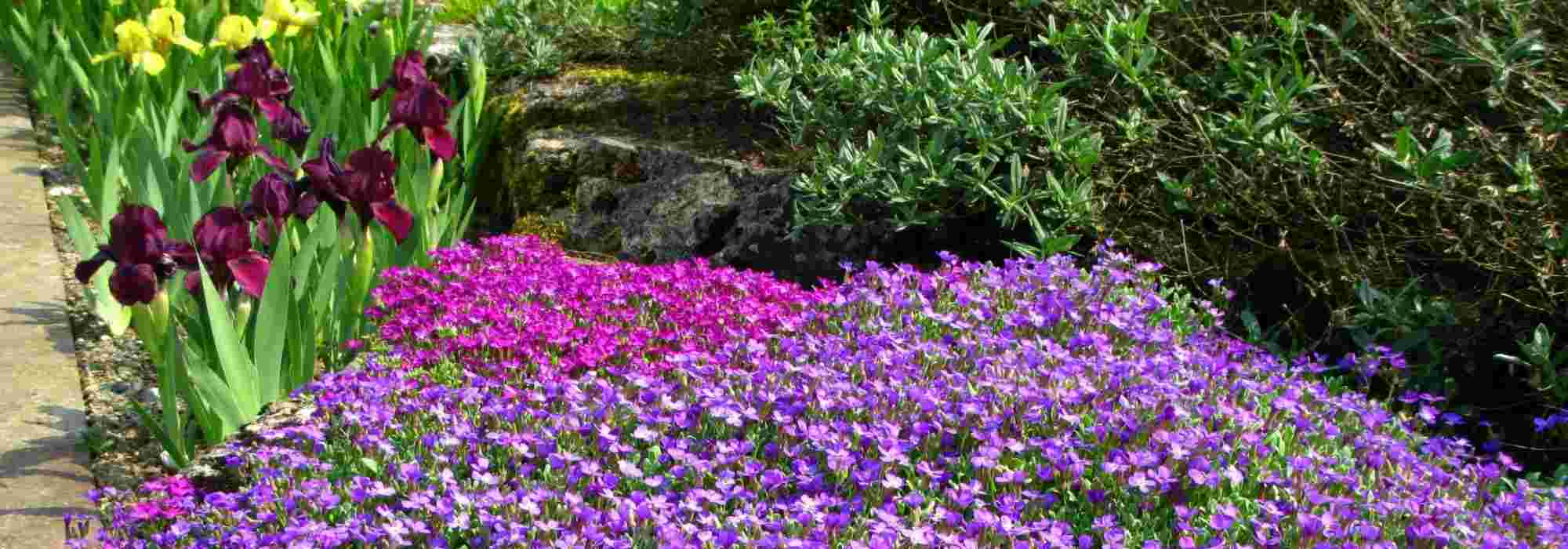 Associate Aubrieta