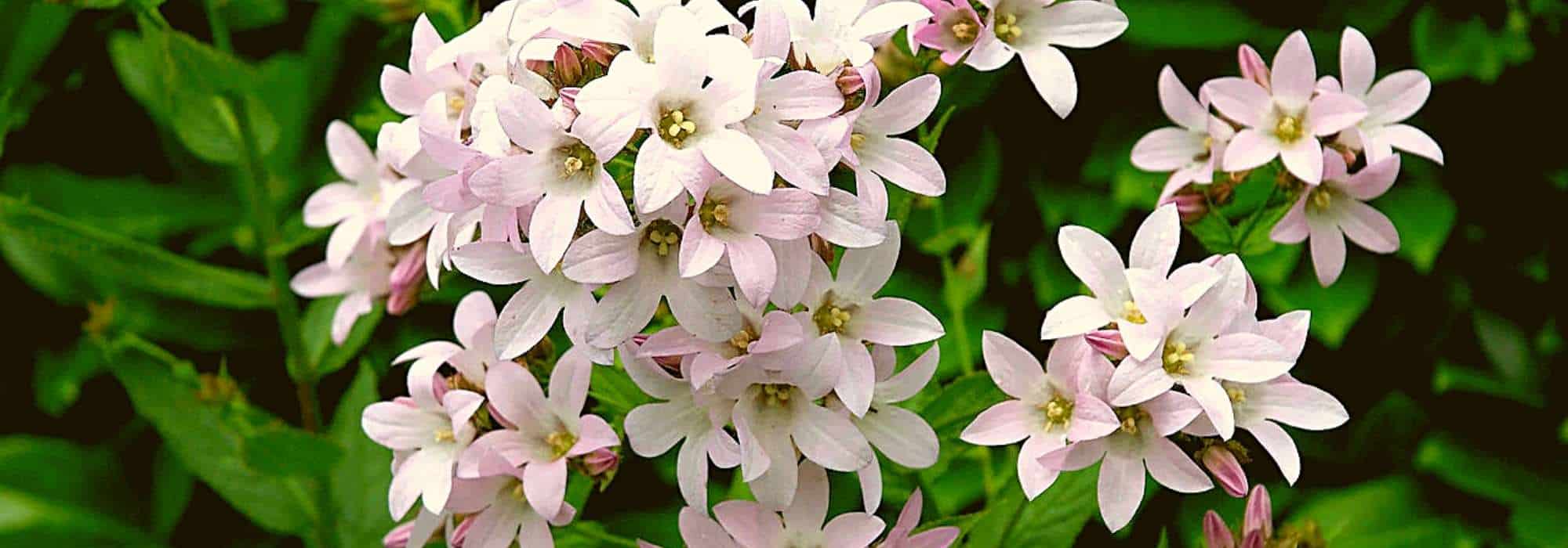 Pink bellflowers