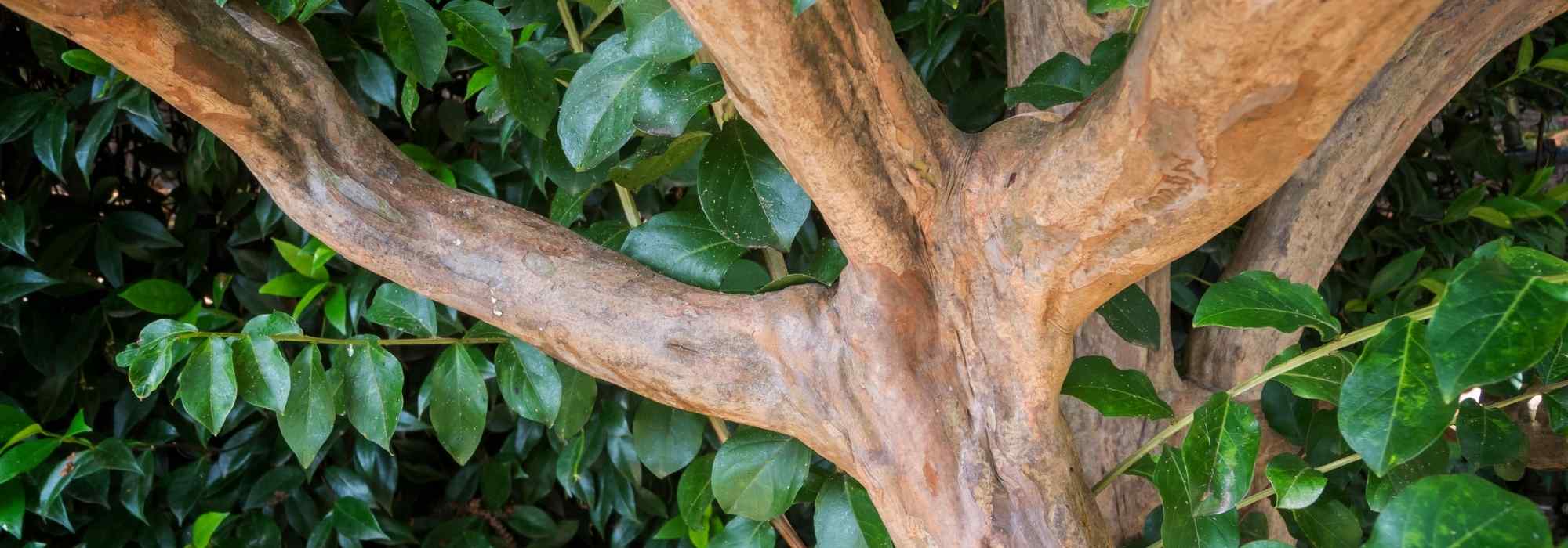 How to train a tree as a coppice?