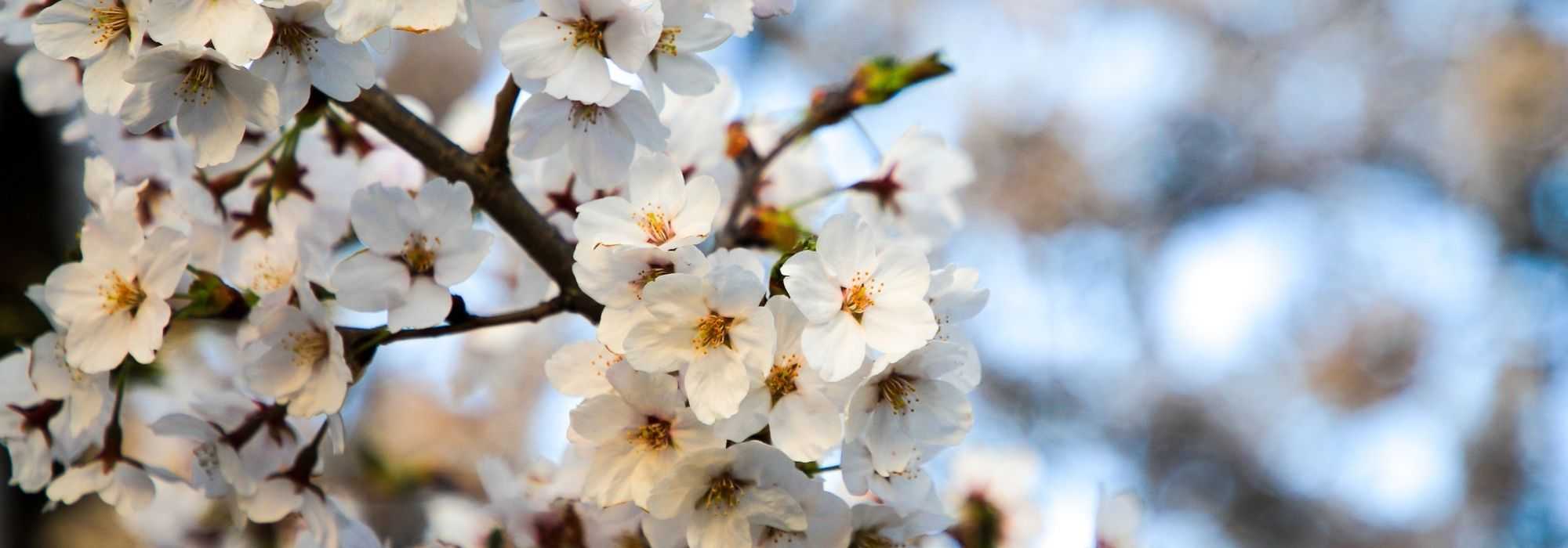 Growing a Japanese cherry tree in a pot