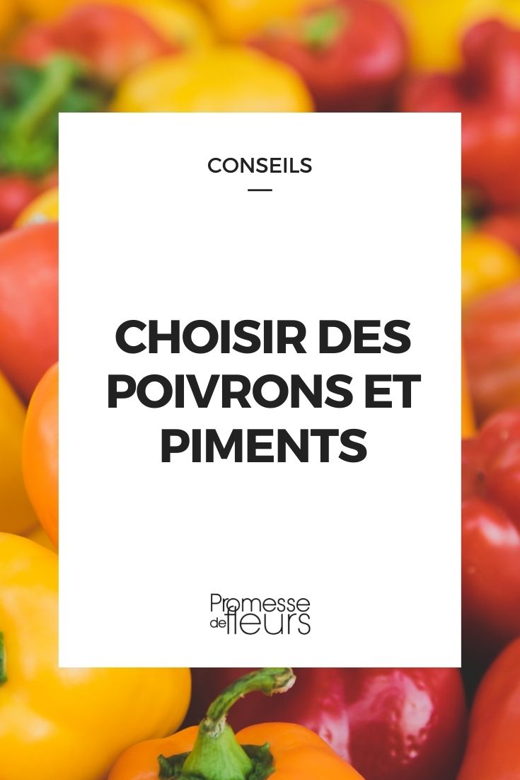 Choosing Peppers and Chillies