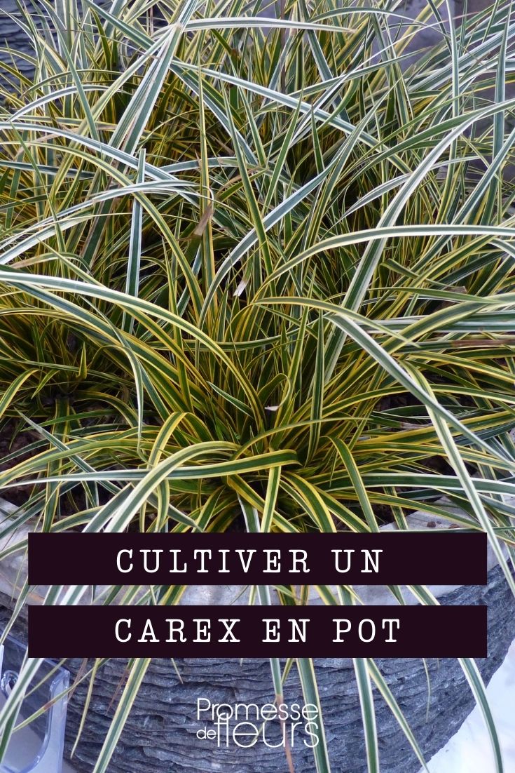Growing a Sedge in a Pot
Sedges ({Carex} spp.) are remarkably versatile and hardy plants that can add texture and movement to your garden. Growing them in pots is an excellent way to control their spread and enjoy these grass-like plants on patios, balconies, or even indoors. Here’s a simple guide to help you successfully cultivate sedge in containers.
### Choosing the Right Pot
Select a pot that has ample drainage holes to prevent waterlogging, which is detrimental to sedge health. A pot made of breathable material like terracotta is ideal as it allows for better air circulation around the roots.
### Soil and Planting
Sedges thrive in moist, well-drained soil. Use a high-quality potting mix and consider mixing in some sand or perlite to improve drainage. When planting, ensure the crown of the plant (where the roots meet the stem) is just at the soil surface.
### Watering
While sedges like moist conditions, it’s crucial to avoid overwatering. Allow the top inch of the soil to dry out before watering again. In hotter months, you may need to water more frequently.
### Location
Most sedges prefer full to partial shade. If you’re growing your sedge indoors, place it in a spot that receives indirect light. Outdoor pots should be positioned in a shaded or semi-shaded area, especially in regions with intense afternoon sun.
### Feeding
Feed your sedge with a balanced, slow-release fertilizer at the beginning of the growing season to support robust growth. Avoid over-fertilizing, which can lead to poor plant health.
### General Care
Trim back dead or yellowing foliage to keep the plant looking tidy and to encourage new growth. In winter, protect outdoor pots from extreme cold by insulating the pot or moving it to a sheltered location.
By following these simple steps, you can enjoy the beauty and grace of sedges in your container garden. Whether used as an accent plant or grouped for a lush display, sedges can bring a natural and dynamic element to your gardening space. Cultivating and Maintaining Carex in Containers
Carex, commonly known as sedges, are versatile and attractive grass-like plants that thrive in a variety of environments. Growing them in containers is an excellent way to add texture and interest to patios, balconies, or any outdoor space. Here’s a guide to help you successfully cultivate and maintain Carex in pots.
**Choosing the Right Container**
Select a pot that complements the size and style of your Carex. Ensure it has adequate drainage holes to prevent waterlogging, which can be detrimental to the plant’s health. A breathable material like terracotta is ideal as it allows for better air circulation around the roots.
**Soil and Planting**
Carex prefers well-draining soil rich in organic matter. Mix two parts of garden soil with one part compost and one part perlite to create an ideal growing medium. Plant the Carex at the same depth it was in its nursery pot to avoid burying the crown of the plant.
**Location**
Position your Carex in an area that receives partial shade to full sun, depending on the specific variety. Some species tolerate full sun, while others need protection from intense midday rays. Check the plant’s tag for specific light requirements.
**Watering**
Water your potted Carex regularly to keep the soil consistently moist but not soggy. The frequency of watering will depend on the climate, the size of the container, and the time of year. During hot, dry periods, you may need to water more frequently.
**Feeding**
Feed your Carex with a balanced, slow-release fertilizer at the beginning of the growing season to support healthy growth. Avoid over-fertilizing, which can lead to poor plant health and less resilience against pests and diseases.
**Pruning and Maintenance**
Trim back any dead or yellowing foliage to keep the plant looking tidy and to encourage new growth. In early spring, cut back the foliage to a few inches above the ground to allow for fresh, vibrant growth in the coming months.
**Overwintering**
If you live in a region with harsh winters, consider moving your Carex indoors or to a sheltered area during the coldest months. Alternatively, you can mulch heavily around the base of the plant to provide extra insulation.
**Pest and Disease Management**
Carex is relatively low-maintenance but can occasionally suffer from pests like aphids or issues like root rot due to overwatering. Monitor your plants regularly and take action promptly if you notice any signs of distress.
By following these guidelines, you can enjoy the lush, flowing beauty of Carex in your container garden throughout the year. Whether used as a standalone feature or combined with other plants, Carex can bring a natural elegance to any setting.