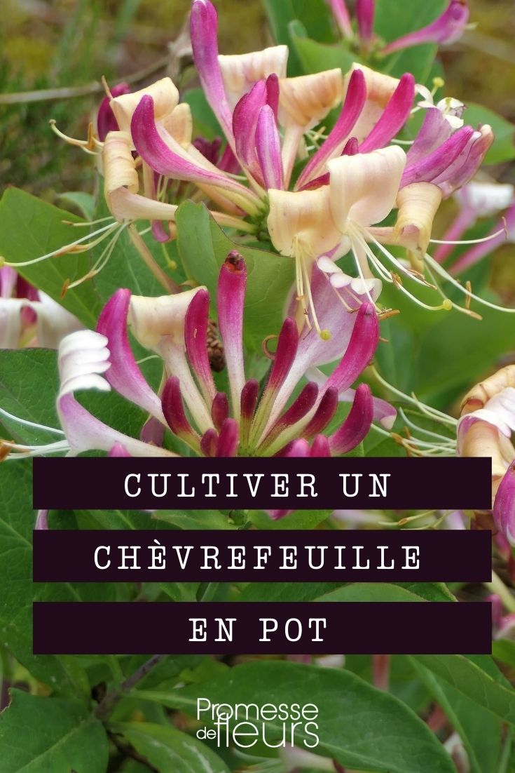 Growing Honeysuckle in a Pot