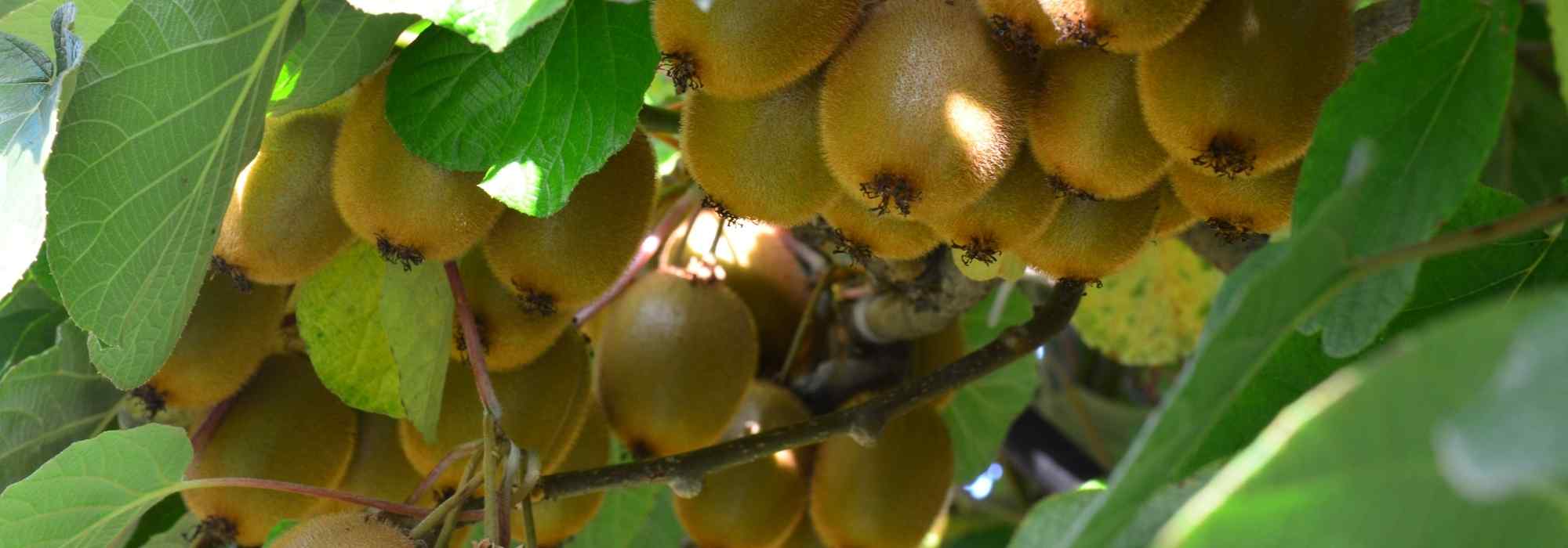 How to differentiate between kiwi and kiwaï?