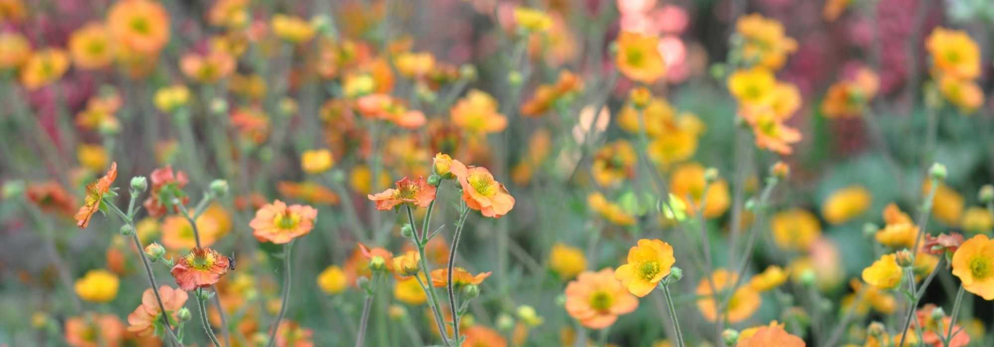 Geum, Avens: how to choose it?