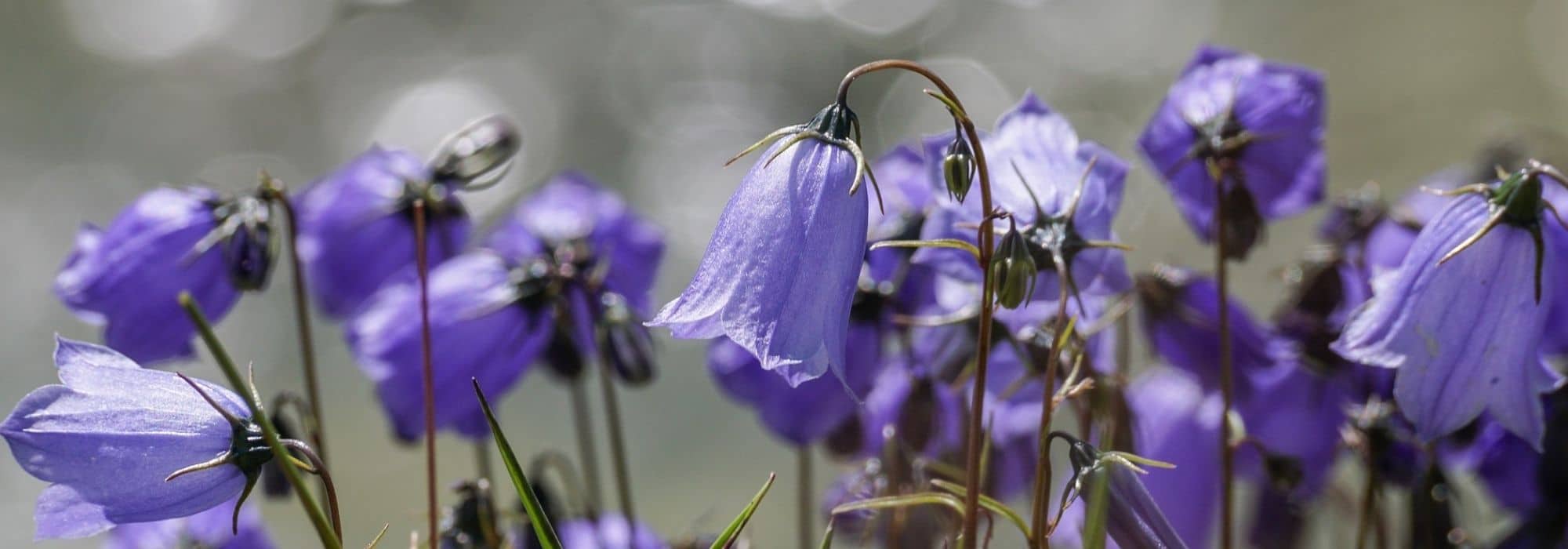 6 campanulate ground covers