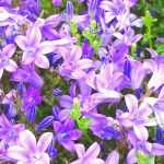 6 Campanulate flowers in blue and violet