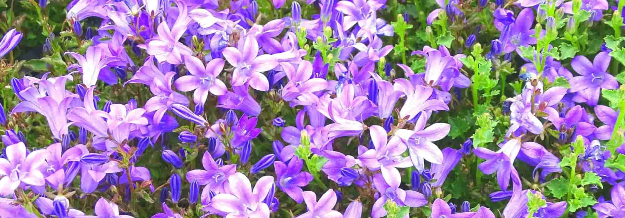 6 Campanulate flowers in blue and violet