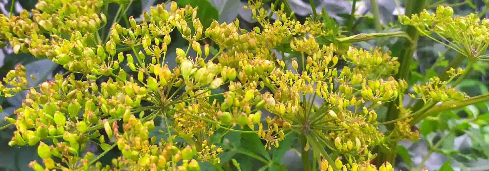 Seed setting
