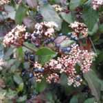 Diseases and pests of bay laurel
