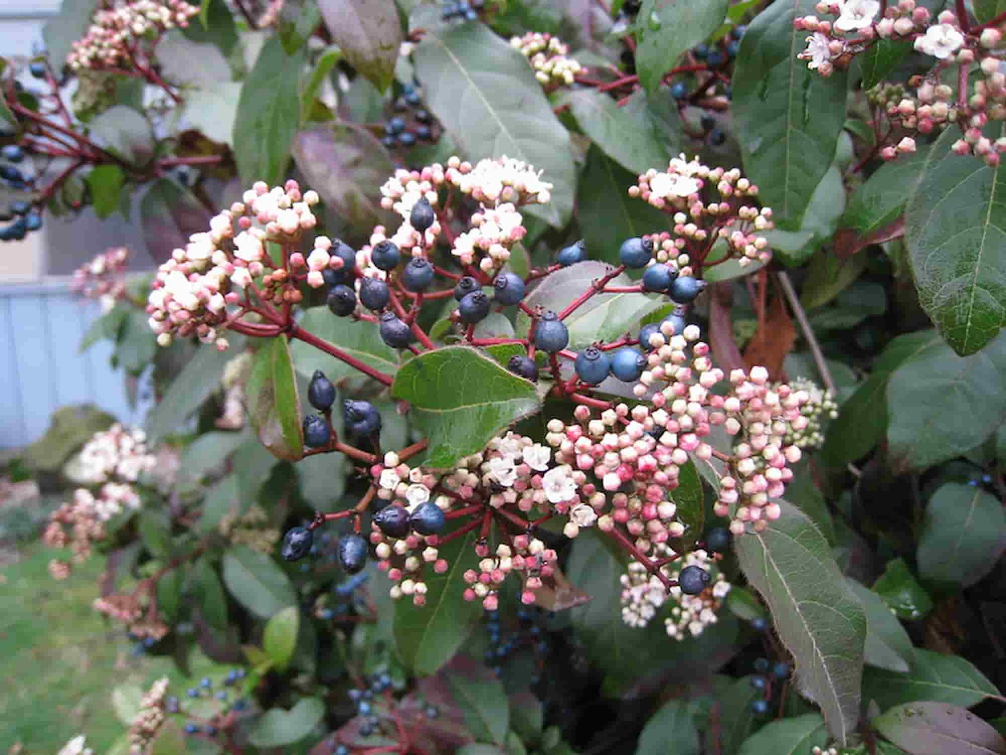 Diseases and pests of bay laurel