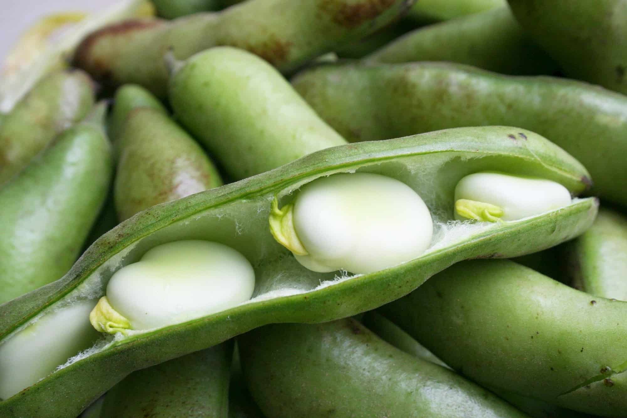 How to improve your vegetable garden's soil with legumes?