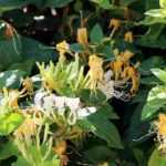 How to plant a Honeysuckle in a pot