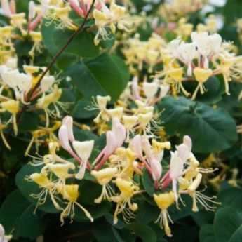 How to Prune a Honeysuckle?