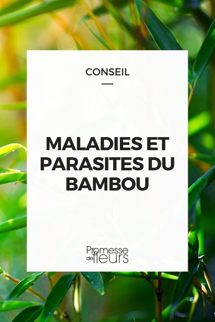 Parasitic Disease in Bamboo Diseases and Parasitic Issues of Bamboo Plants