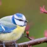 How to attract birds to your balcony?