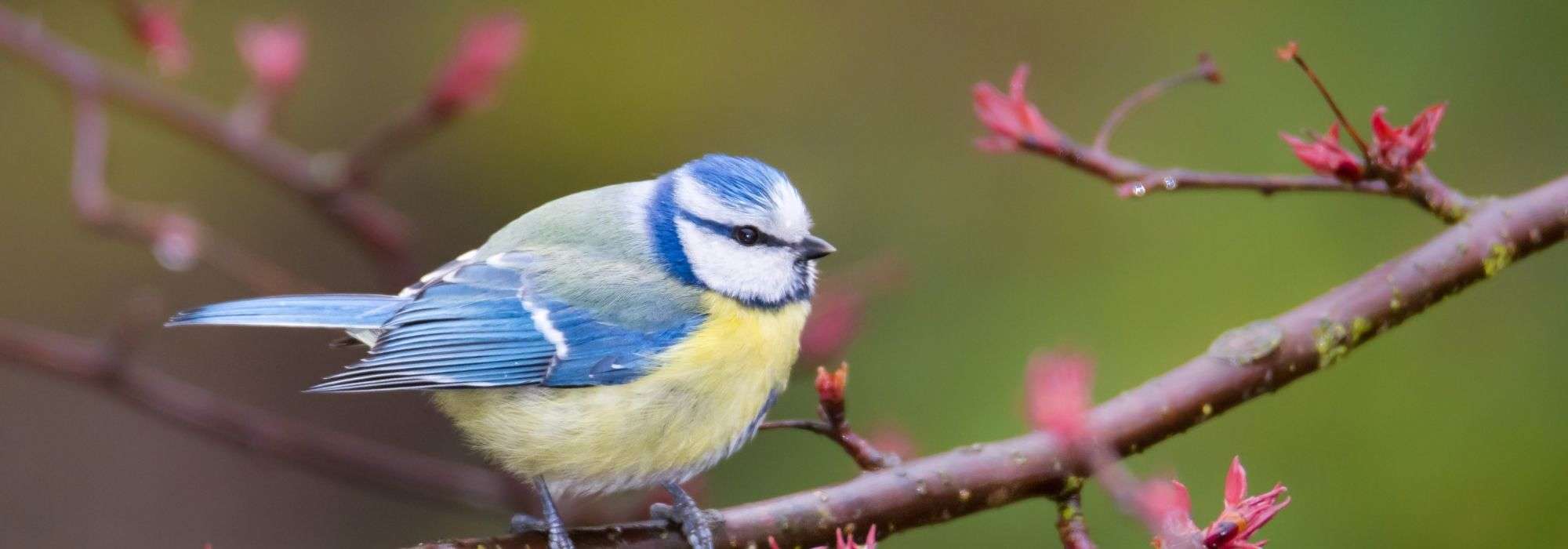 How to attract birds to your balcony?