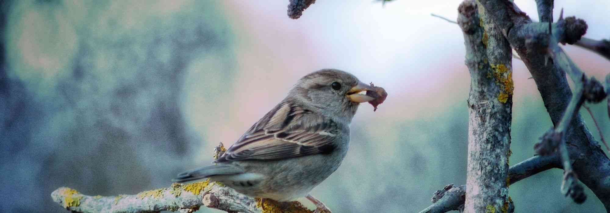 What do the birds in our gardens eat?