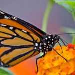 How to attract butterflies to your balcony?