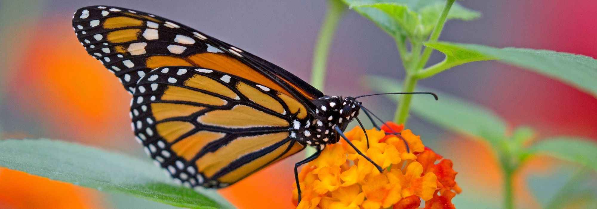 How to attract butterflies to your balcony?
