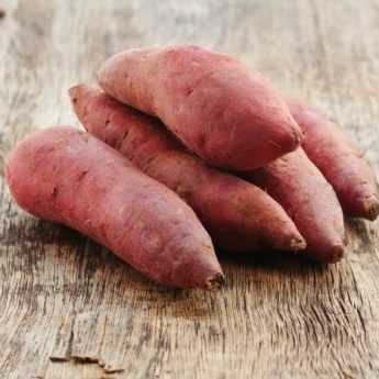 Planting sweet potato plug plants