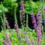 Planting in wet areas: a challenge to overcome