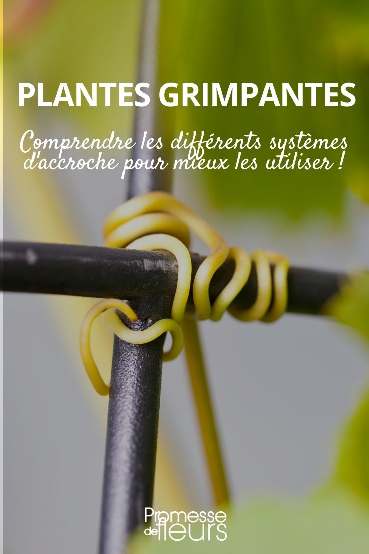 Climbing Mechanisms of Climbing Plants