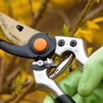 How to prune a bush?