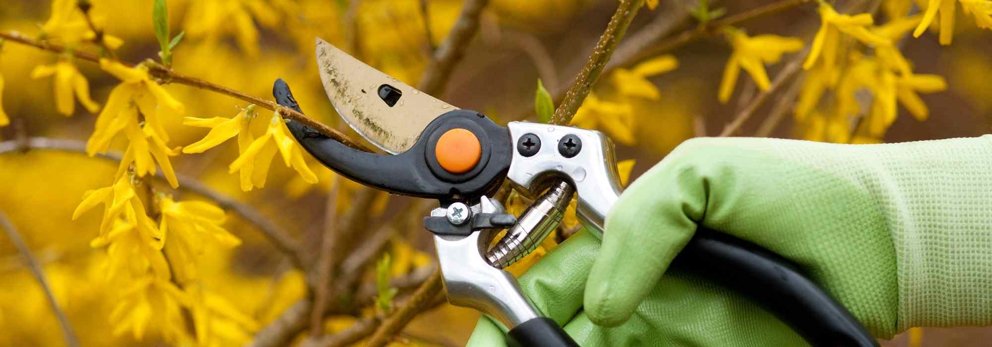 How to prune a bush?